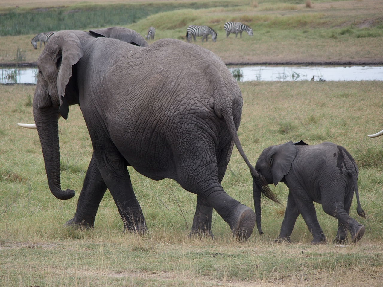 Elefantes Safari Kenia Amboseli